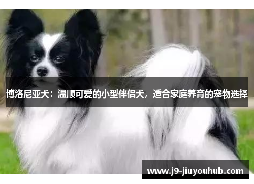 博洛尼亚犬：温顺可爱的小型伴侣犬，适合家庭养育的宠物选择